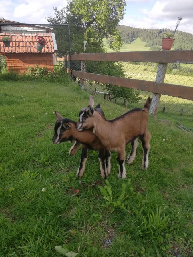 Ferienwohnung Duernberger Liebenfels Exteriör bild